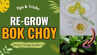 How to ReGrow Bok Choy from Kitchen Scraps  Kitchen Garden [upl. by Loris]