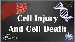 Cell Injury and Cell Death Causes mechanism and different types of cell injury  part I [upl. by Assiluj]