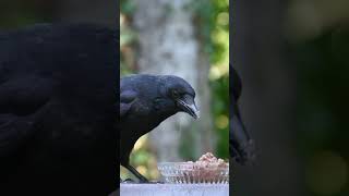 A Crows Hungry Flight  Maria Johnsens Poem shorts [upl. by Mharg193]