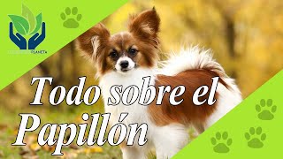 Papillón conoce este increíble perro [upl. by Kemeny447]