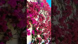 Bougainvillea Wall losangeles nature flowers summer [upl. by Booze815]