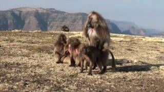 The Simien Mountains National Park Ethiopia [upl. by Hoban]