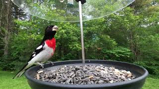 Rosebreasted Grosbeak and Northern Cardinal [upl. by Dennie]