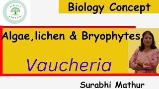 Vaucheria।। Systematic position thallus structure amp cell structure ।। [upl. by Hillery]