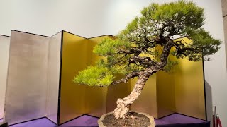 Kokufu Bonsai Exhibition [upl. by August253]