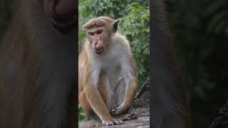 Adorable Primate Pals Caught on Camera monkey animals [upl. by Gnemgnok775]