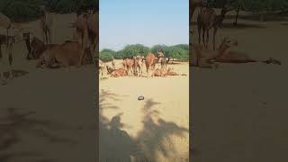 camels shortvideo [upl. by Lette]