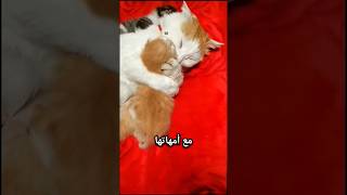 لماذا تصدر القطط صوت مياو مياو؟ قطط معلومات [upl. by Joell741]