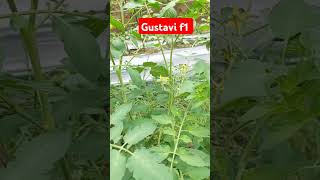 Tomato gustavi f1 7 [upl. by Tayyebeb]