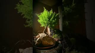 Lemon Cypress Bonsai Ozarks style [upl. by Vigen]