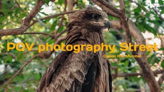 POV Street photography Bird  Canon R10  Mumbai  Photo Art films [upl. by Drauode]