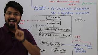 Auxin biosynthesis [upl. by Llij759]