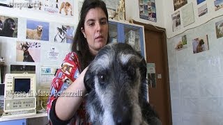 SALVARE UN CANE IN CASO DI AVVELENAMENTO SOS VETERINARIO [upl. by Pesek]