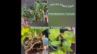 Philodendron Tortum  Philodendron Painted Lady House Plant Care [upl. by Elyrehc714]