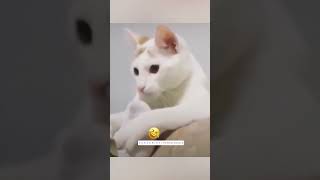 Hilarious funny compilation cats videos cat funny dogs funnyvideo shortsviral [upl. by Alimaj297]