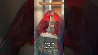 Cardinal Lory Pseudeous cardinalis at Gift Of Flight cardinal lorikeet exotic breeding [upl. by Chang674]