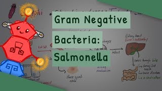 Gram Negative Bacteria Salmonella [upl. by Ahoufe]