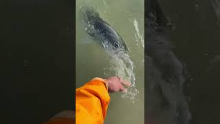 Striped bass getting a amazing release in water catchandrelease stripedbass fish love shorts [upl. by Enitsrik40]