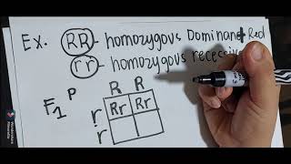 Dihybrid Cross Punnett Squares  MCAT Shortcut Mendelian Genetics Part 2 [upl. by Aydidey]