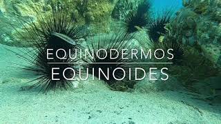 EQUINODERMOS Os maravilhosos ouriçosdomar EQUINOIDES [upl. by Oberg]