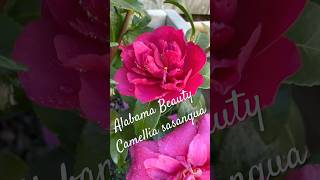 Evergreen Camellia Garden Plant Blooming Short 🎶🍂🌺 evergreen gardenplants shorts [upl. by Cacilie]