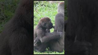 gorilla 🍼 😍 gorillatag 金剛猩猩 台北市立動物園 shorts [upl. by Kandy]