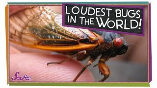 Cicadas The Loudest Bugs in the World  Biology for Kids  SciShow Kids [upl. by Oicafinob]