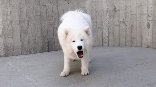 Samoyed Barking and Howling Compilation [upl. by Frank]