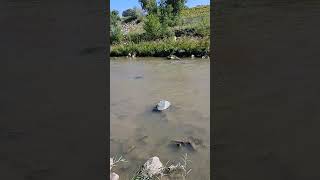 Trout Fishing in Fountain Creek Colorado Springs Colorado fishing creek Colorado summer2024 [upl. by Judah]