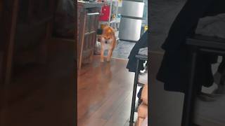 Dog vs parrot🐕amp🦜🤣🤣parrots animal dogsoftiktok fyp parrotsoftiktok [upl. by Lehar352]