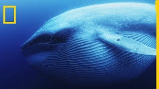 La baleine bleue est le plus grand tous les animaux [upl. by Novehc]