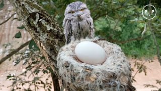 The frogmouth family lays eggs [upl. by Yenruogis748]