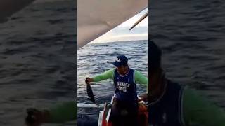 Skipjack tuna fishing fishingtechniques fishingmethods handlinefishing [upl. by Dopp956]