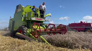 Class Mercator and Massey Ferguson Vintage combines working [upl. by Suravat820]