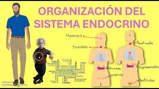 ESTRUCTURA DEL SISTEMA ENDOCRINO [upl. by Ranee]