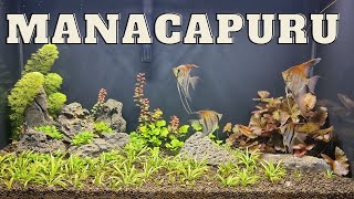 Pterophyllum Scalare Manacapuru [upl. by Lepine426]