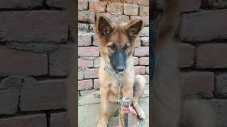 Cute puppy shortsshortvideo [upl. by Virginia]