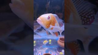 My Fish Tank 🐠🐟acquarium aquariumfish fishingvideo fish shorts short shortvideo [upl. by Ilse]