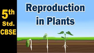 Reproduction in Plants  5th Std  Science  CBSE Board  Home Revise [upl. by Hairem92]