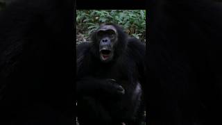 Sound of Chimpanzee  Chimps Sound Pan troglodytes Sound [upl. by Appilihp899]