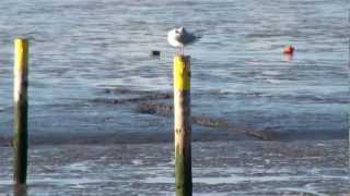 Norddeich Sonniger Novembertag an der Nordsee 2012 HD [upl. by Monda467]