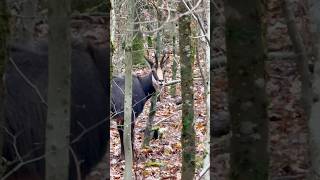 Chamois seems surprised to see me 😲 nature wildlife animals animal outdoors adventure forest [upl. by Trelu]