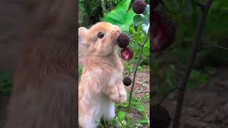 Bunny Eating Berries  nature explore cute bunny animalplanet disneyjr [upl. by Hamrah794]