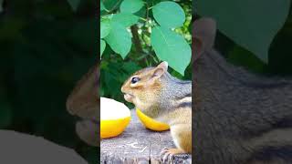 Tasty lemon seeds 🍋🐿️🥰 [upl. by Stock]