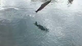 Leaping Atlantic salmon at Testwood Pool [upl. by Belanger]