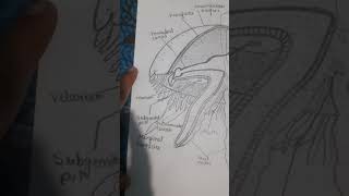 bsc 1 year zoology well labelled diagram of aurila aurita [upl. by Bascio128]