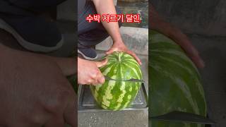 수박 자르기 달인 소름끼치는 달콤한 맛 우즈베키스탄 헤라클레스 수박맛 보기 [upl. by Ninerb]