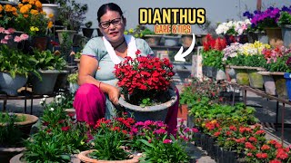 Dianthus Plant Care and Flowering Tips in Nepali I Pabitra Garden [upl. by Harding]