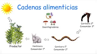 Cadena alimenticia y red alimenticia DIFERENCIAS  BiologíayEcología [upl. by Edlyn12]