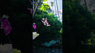 Orchid Plant Propagation Update orchid orchidcare orchids orchidplant shortvideo [upl. by Terhune]